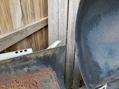 Anolis carolinensis