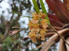 Epidendrum gratissimum