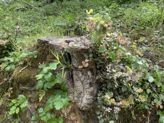 Cystotheca lanestris