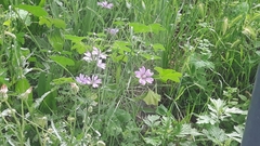 Malva sylvestris