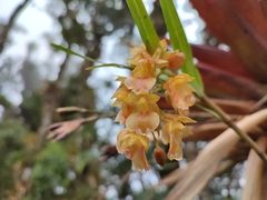 Epidendrum gratissimum