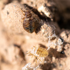 Oeciacus vicarius