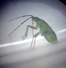 Insecta
