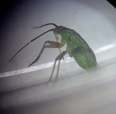 Insecta