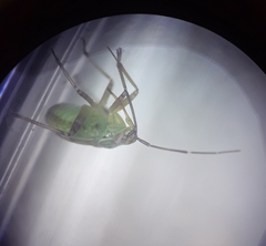 Insecta