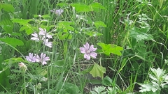 Malva sylvestris