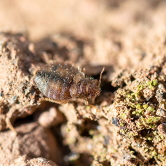 Oeciacus vicarius