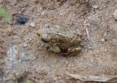 Epidalea calamita