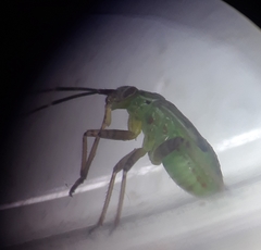 Insecta