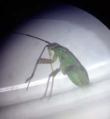 Insecta