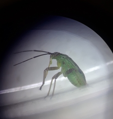 Insecta