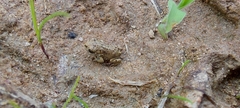 Epidalea calamita