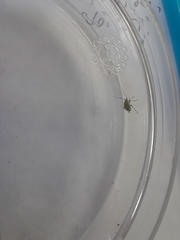Insecta