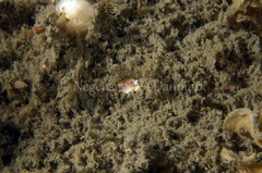 Diaphorodoris luteocincta