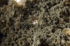 Diaphorodoris luteocincta