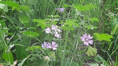 Malva sylvestris