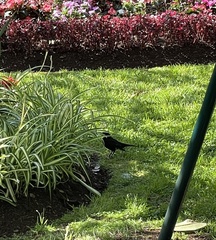 Turdus merula cabrerae