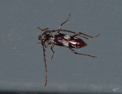 Elaphidion mimeticum