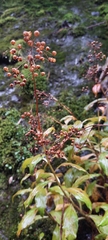 Lysimachia sertulata