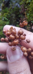 Lysimachia sertulata