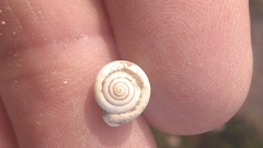 Daedalochila