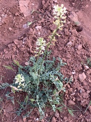 Astragalus ampullarioides
