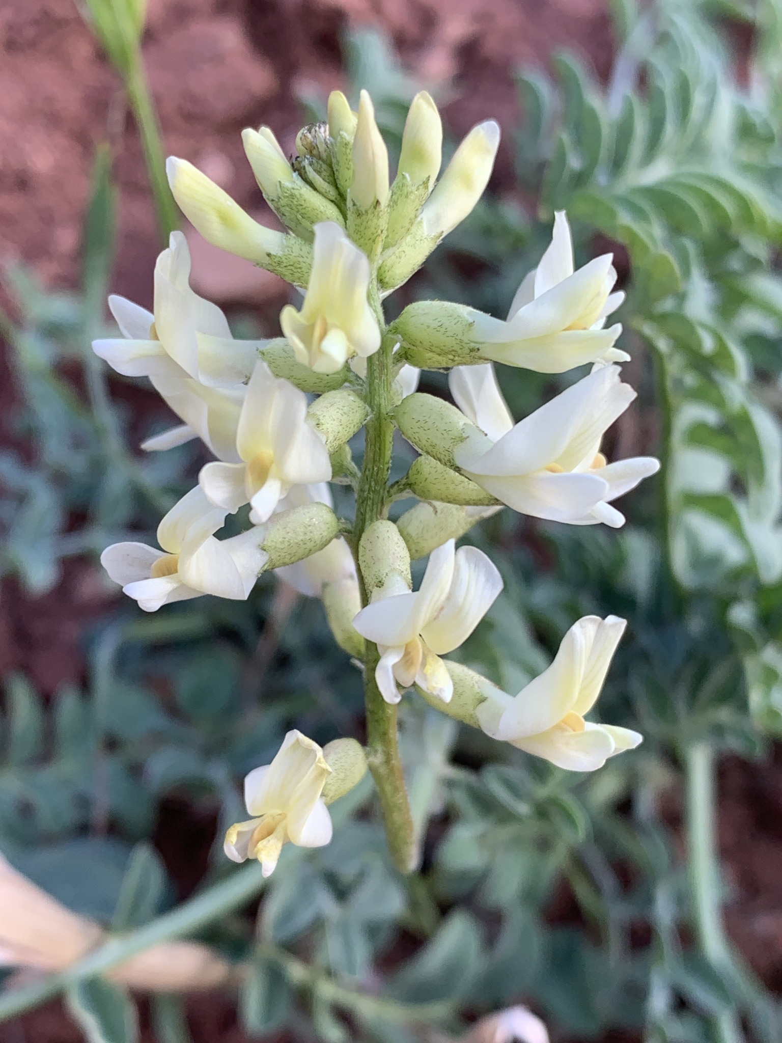 Astragalus ampullarioides