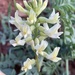 Shivwits Milkvetch - Photo (c) Zach Coury, some rights reserved (CC BY-NC), uploaded by Zach Coury