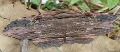 Anisoneura aluco