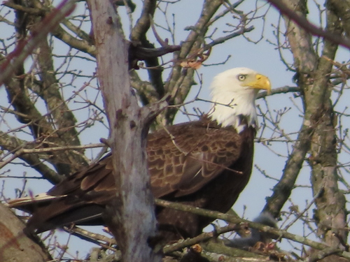 Bald Eagle photographed in Indiana