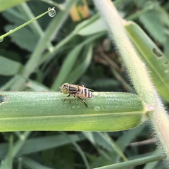 Syrphidae