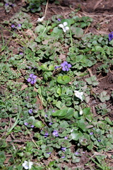 Viola communis