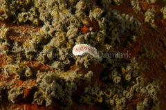 Diaphorodoris luteocincta