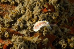 Diaphorodoris luteocincta