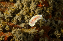 Diaphorodoris luteocincta