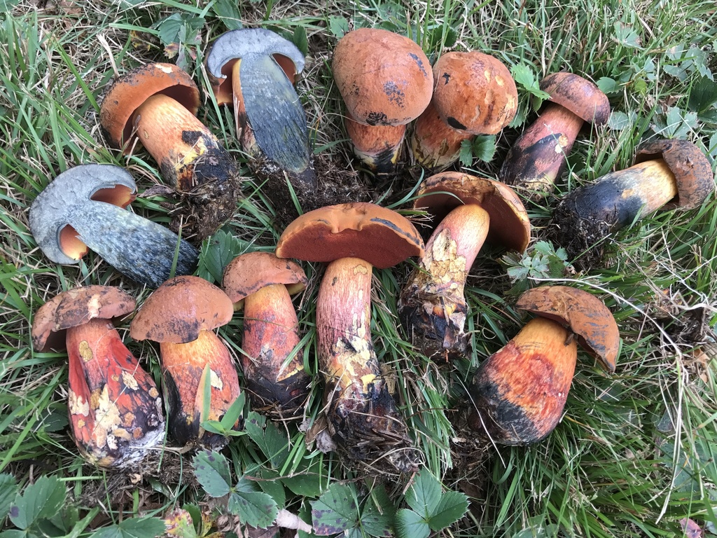 Red-mouth Bolete