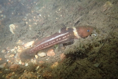 Tachysurus trilineatus