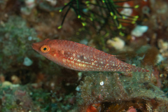 Oxycheilinus bimaculatus