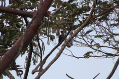 Campephilus guatemalensis