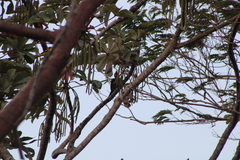 Campephilus guatemalensis