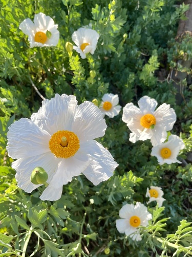 iNaturalist observation photo of Coulter's matilija poppy