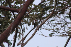 Campephilus guatemalensis