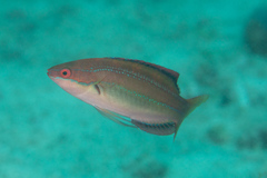 Cirrhilabrus temminckii