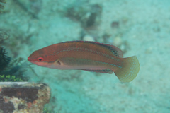 Cirrhilabrus temminckii