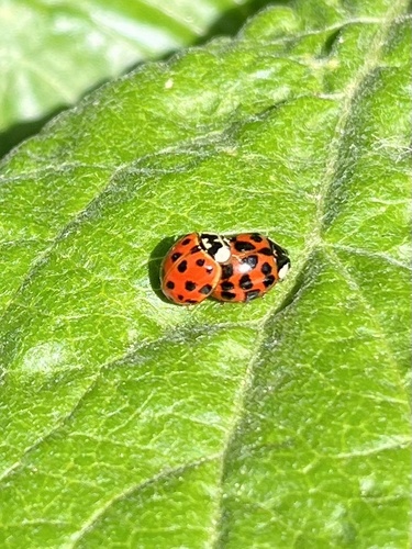 iNaturalist observation photo of Asian Lady Beetle