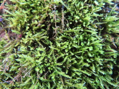 Amblystegium