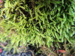 Amblystegium