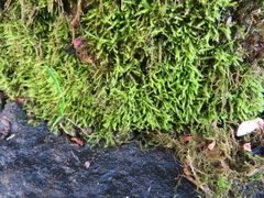 Amblystegium