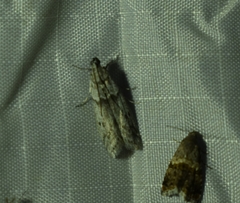 Myelopsis alatella