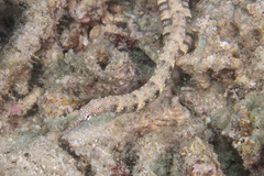 Corythoichthys haematopterus